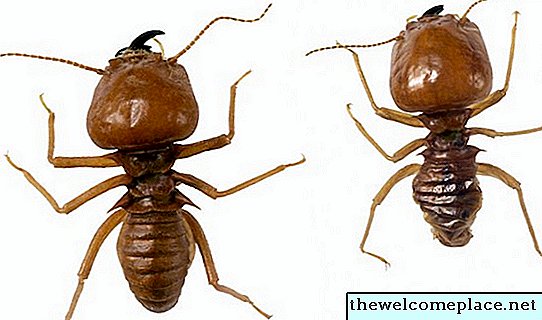 Hoe maak je je huis schoon nadat een termieten tent is gebruikt?
