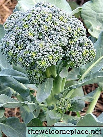 Hoe reproduceert broccoli?