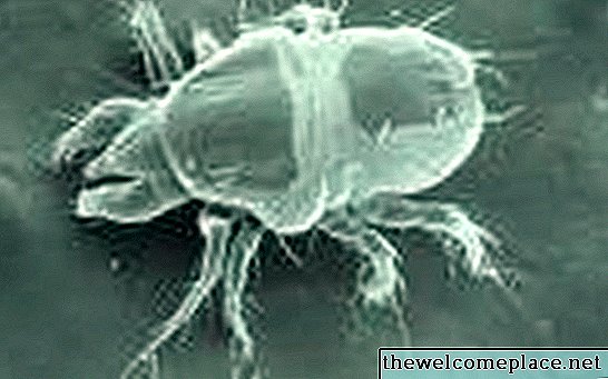 ¿Cómo se produce una infestación de ácaros del polvo?