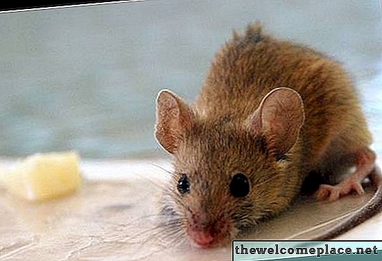 Como um rato encontra comida?