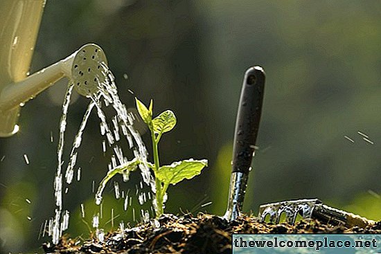 كيف تؤثر مياه الصابون على النباتات؟
