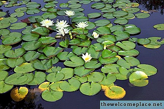 Как стъблото на водна лилия му помага да расте в езерце?