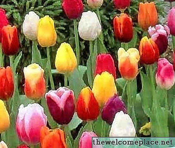 Como uma tulipa se reproduz?
