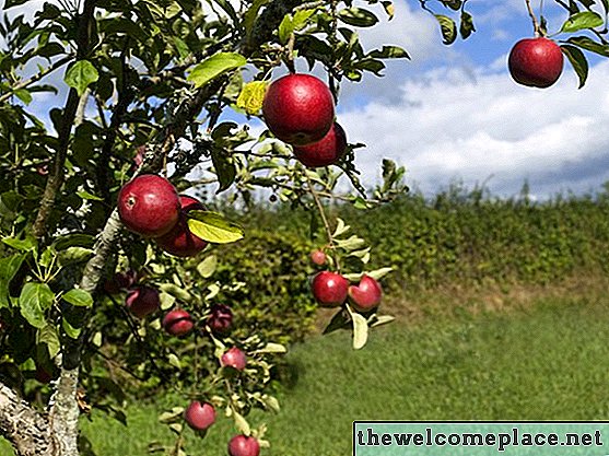 ما مدى سرعة نمو أشجار التفاح؟