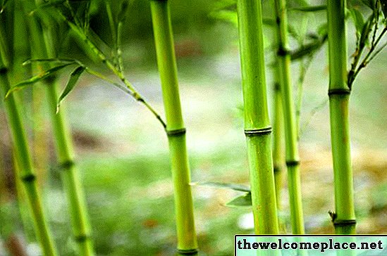 Jak rychle roste bambus?