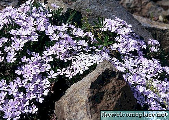 À quelle vitesse se développe Phlox rampant?