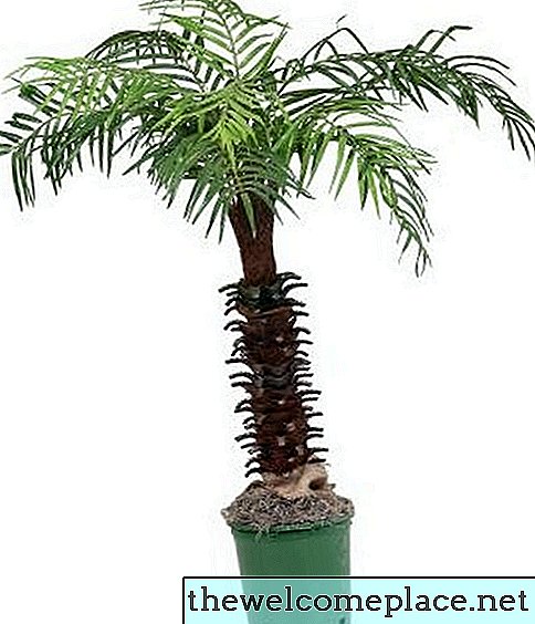 À quelle vitesse grandit un palmier?
