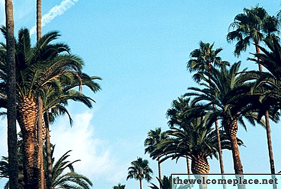 Qual a velocidade de crescimento de uma palmeira pigmeu?