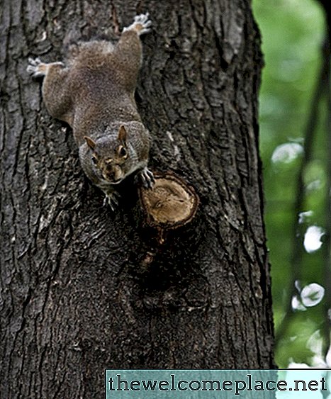 Jak chránit veverky před žvýkacími dráty