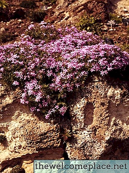 Kuinka kauan puutarha Phlox kukkii?