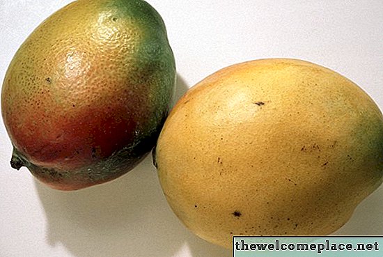 Hoe lang dragen mangobomen van zaailingen vruchten?