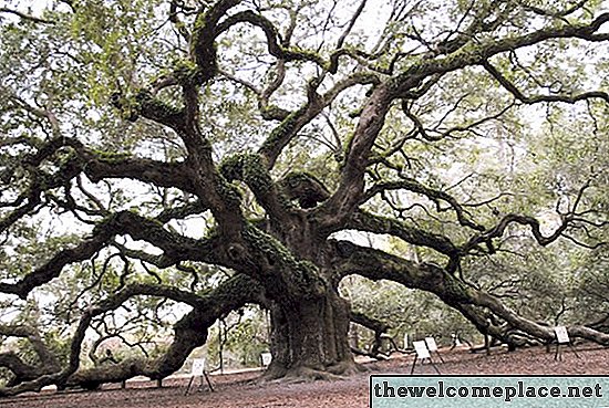 Combien de temps les arbres de chêne vivent-ils?
