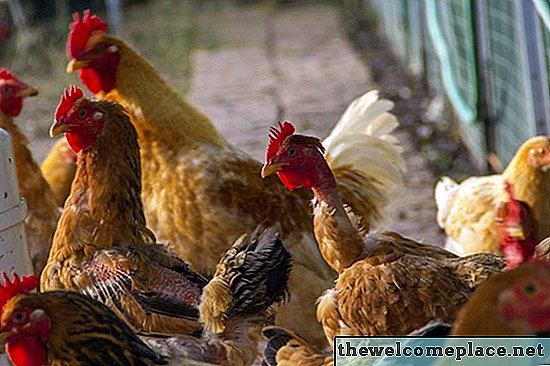 كم من الوقت يجب عليك أن تستخدم شيخوخة الدجاج في الحدائق؟