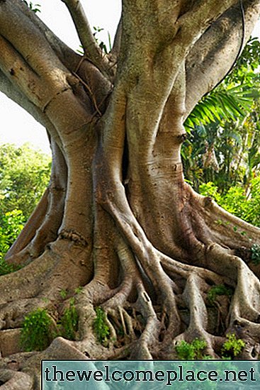 Quanto tempo o Ficus leva para crescer?