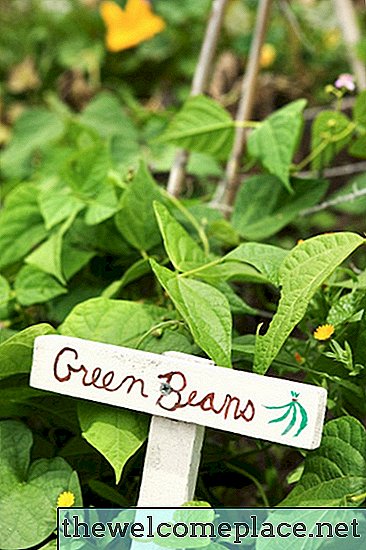Quanto tempo leva as plantas de feijão para germinar?