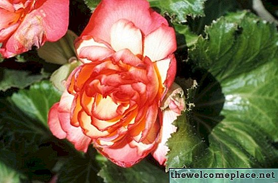Berapa Lama Dibutuhkan Umbi Begonia untuk Berkecambah?