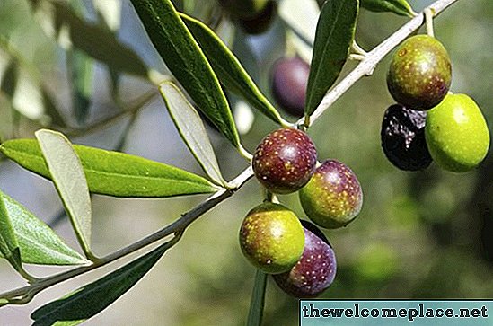 Jak długo trwa produkcja drzewa oliwnego?