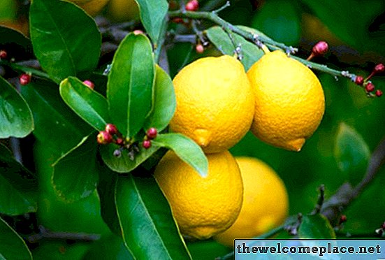 كم من الوقت يستغرق الليمون لينضج على شجرة الليمون؟