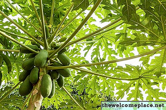 Cât timp durează ca un copac de papaya să producă fructe?