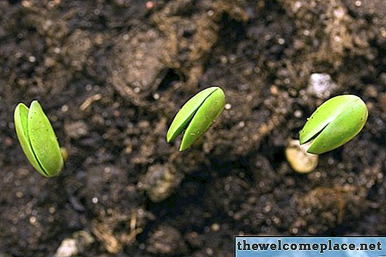 Wie lange dauert es, bis Sojabohnen wachsen?
