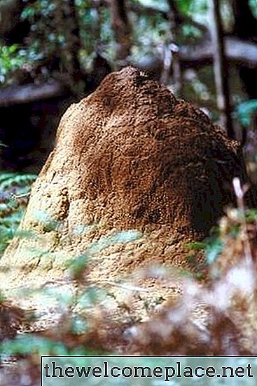 Combien de temps faut-il aux termites pour faire des dégâts?