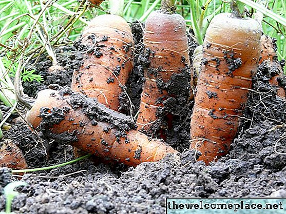 Hvor lang tid tager det at dyrke en gulerod?