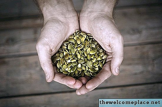 Quanto tempo leva para cultivar abóboras a partir de sementes?