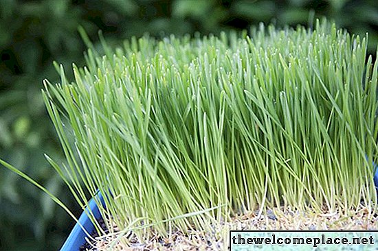 Quanto tempo leva para crescer Wheatgrass?