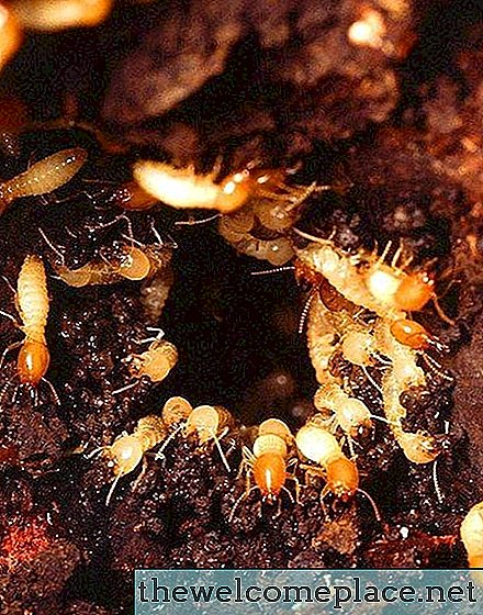Cik ilgs laiks ir nepieciešams termītu nogalināšanai?
