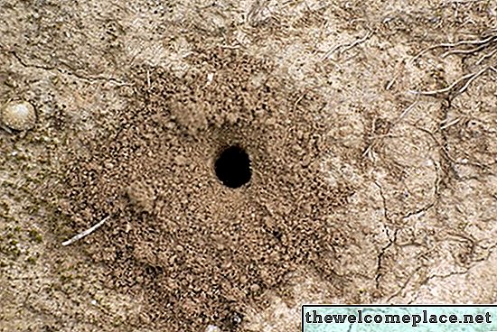 Quanto tempo demora a Isca de Terro para matar formigas?