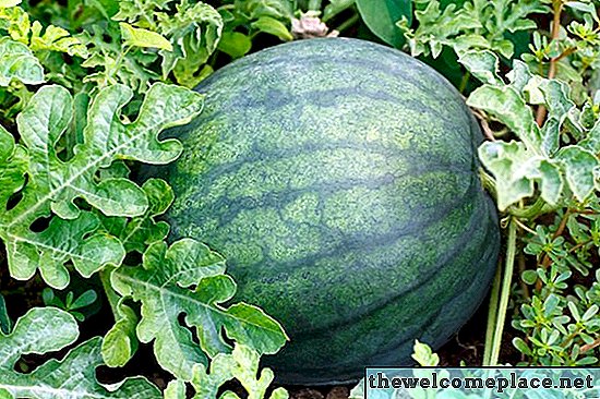 Hoe lang duurt het voordat watermeloen groeit en welke maand plant u?
