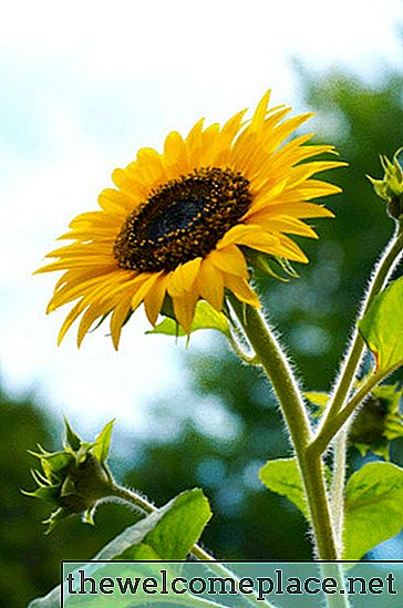 Wie lange hält eine geschnittene Sonnenblume?