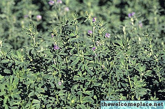 ¿Cuánta semilla de alfalfa planto por acre?