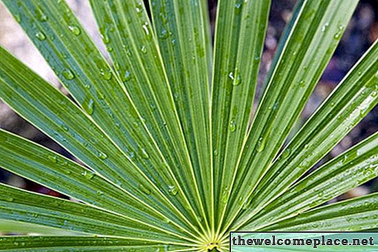 Hur mycket vattnar du inomhus palmplantan?