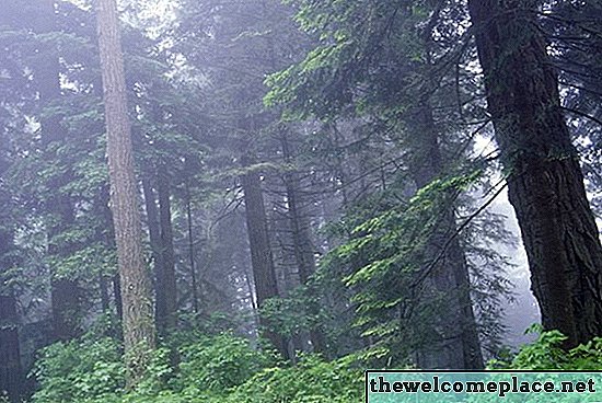 De combien d'eau un séquoia géant a-t-il besoin?