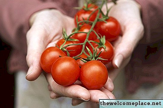 Kiek duos vienas akras pomidorų augalų?