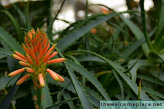 Hvor ofte blomstrer Aloe Vera-planter?