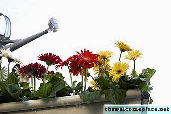 Ne kadar sık ​​Gerbera papatya çiçek açar?