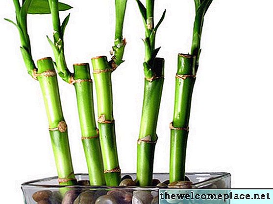 Jak často používám zelené zelené štěstí bambusové rostliny?