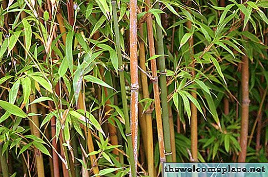 Milyen gyakran öntöz bambusz növényeket?