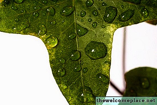 Jak často zaléváte angličtinu Ivy jako pokojovou rostlinu?