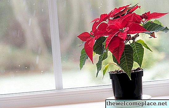 Hur ofta vattnar du julstjärnsväxter?