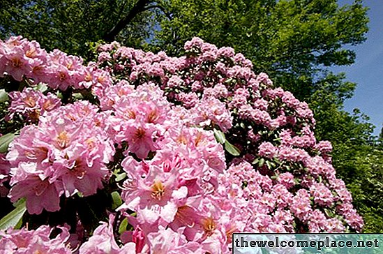 Comment sévèrement pouvez-vous réduire un Rhododendron?