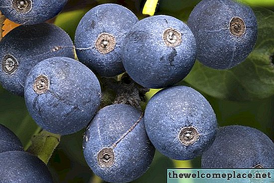 Berapa Tinggi Apakah Tumbuh Blueberry Tumbuh?