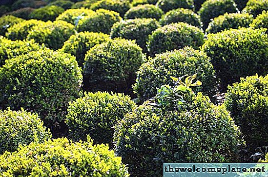 Como alto os arbustos do Boxwood crescem?