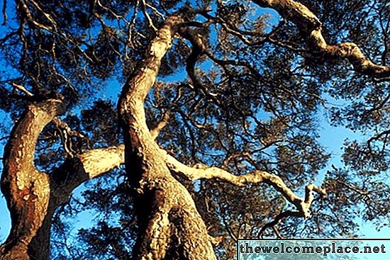 كيف لعمر شجرة البلوط الحية