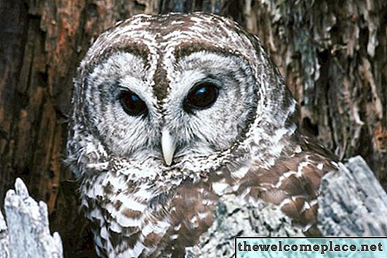 Hoe een barred owl naar een owl house aan te trekken