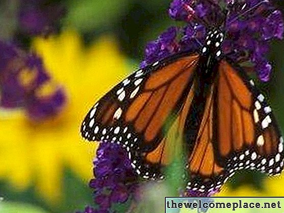 Як залучити метеликів до будинку метеликів