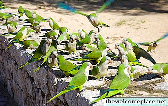 Hoe Wild Quaker-papegaaien naar een tuin te trekken