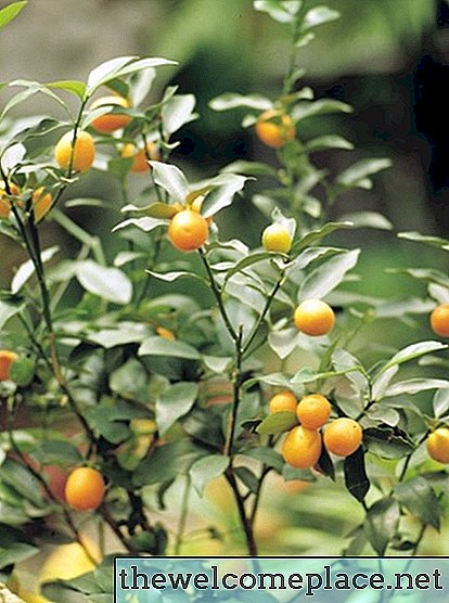 Hur man bonsai ett orange träd